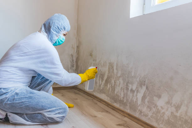 Black mold inspection in Afton