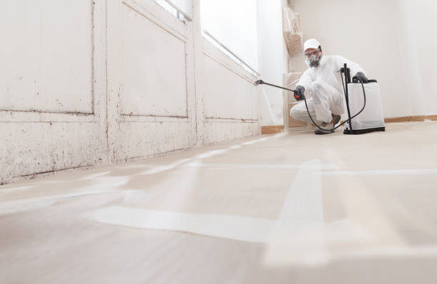 Black mold remediation team in Afton
